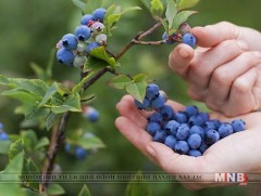 Нэрс жимсний ач тус