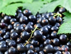 Үхрийн нүд жимсний ач тус