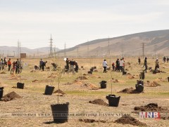 Монгол Улсын Ерөнхийлөгчийн Тамгын газрын ажилтнууд мод тарилаа