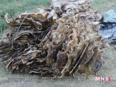 1410 ширхэг тарваганы арьс хууль бусаар хадгалж байсныг илрүүлжээ