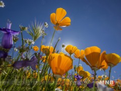 Цэцэгсийн ээж хэн бэ