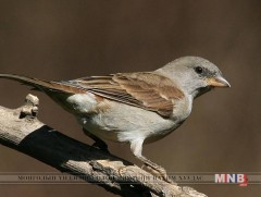 Бор бор богширго