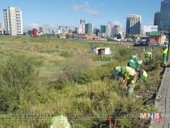 Шарилжийн төрлийн ургамлыг зөв цагт нь зөв технологиор хадаж авбал харшил үүсгэдэггүй 