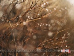 “Шүүдэр амрах агшин” зураглал