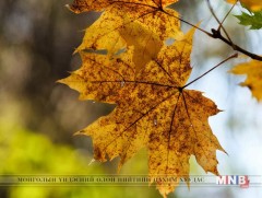 Намрын тухай...