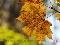 Намрын моддын шивнээ...