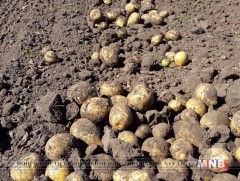 Ховд аймаг үр тариагаа хурааж дууслаа