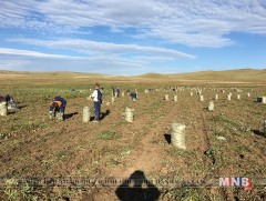 Ургац хураалт 80 гаруй хувьтай байна 