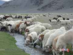 Малчны хотноос үйлдвэрлэл хүртэлх малын бүх хяналтыг Мал эмнэлгийн ерөнхий газар хариуцна 