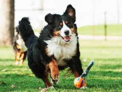 Эмзэг нохдын нэг өдөр...