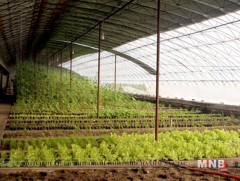 Хүлэмжийн аж ахуй эрхлэгчдийн цахилгааны шөнийн тарифыг хөнгөлөх шийдвэр гаргав