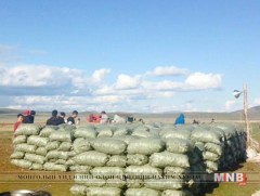 Баруунтуруун сумын зарим га талбайгаас улсын дунджаас илүү ургац авч байна