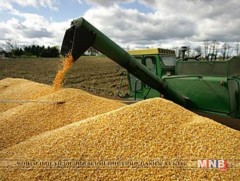 Цаг агаарын эрс өөрчлөлтөд нийцүүлж буудайг ангилан хурааж байна