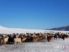 Улсын тусгай хамгаалалттай газар болон хилийн зурвас газарт мал оторлоно 