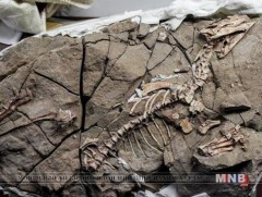 Нисдэг үлэг гүрвэлийн чулуужсан яс олжээ