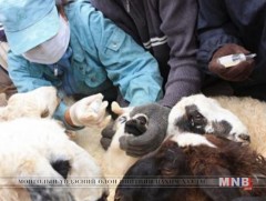 Малд тарьсан антибиотик хүний биед орсноор антибиотикт тэвсэртэй нян үүсгэдэг 