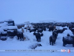 “Монгол дахь зудын эрсдэл ба менежмент” чуулган болж байна 