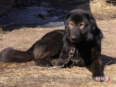 Зохисгүй хэрэглээнээс шалтгаалж мал, амьтнаас халдварлах өвчин буурахгүй байна