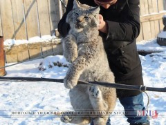 Сумын төвд орж ирсэн шилүүсийг байгальд тавьжээ