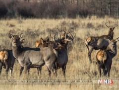 Ховордсон ан амьтныг зөвшөөрөлгүй агнаж, худалдсан хүнийг хатуу шийтгэж байна
