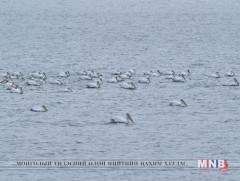 Хулгайн анчид нэн ховор, устах аюулд орсон  борцгор хотон хөнөөжээ