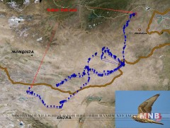Идлэг шонхрын намрын нүүдлийг тандаж судалжээ