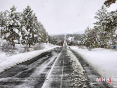 Тужийн нарсан ой унаган төрхөндөө эргэн оржээ