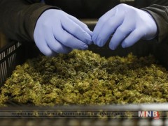 Тайландад эмчилгээний зорилгоор Каннабис хэрэглэхийг хуулиар зөвшөөрчээ