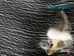 Япон улс Халим агнуурын олон улсын комиссоос гарахаар болжээ