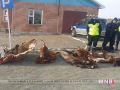 Мал хулгайлдаг бүлэг этгээдийг илрүүлэн шалгаж байна