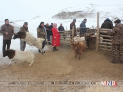 Мал тооллогыг малчнаас аман тоо авалгүйгээр нэг бүрчлэн тоолсон