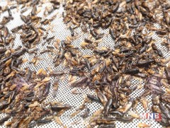 “Нисдэг” хүнсний нэмэлт тэжээл илрүүлжээ