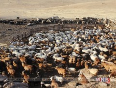 Малчид малынхаа тоонд биш тухайн газар нутагт зохицсон чанартай мал өсгөхийг чухалжилж эхэллээ