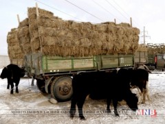 Аюулгүйн нөөцийн өвс, тэжээлээ базааж дуусаагүй сумдад нөхөн бүрдүүлэх үүрэг өгчээ 