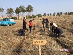 Онон голын сав 60 га газарт мод тарьжээ