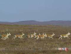 Цагаан зээр хил дамнан нүүдэллэж байна