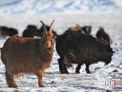 Үхэр, ямааны тоо толгой буурчээ