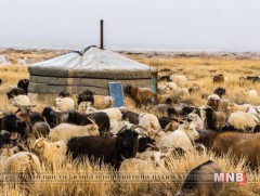 Хавартаа малын унд дутагдах эрсдэлтэй байна