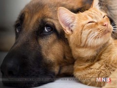 Тэжээвэр амьтдын тухай  