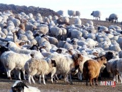 Говийн аймгууд хараар өвөлжиж, малын унд хүндхэн байна