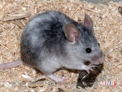 Хөх хулганы орноор...