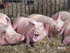 Гахайн мялзан хүнд халдварладаггүй ч эдийн засагт учруулах хохирол өндөр...