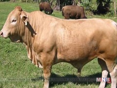 Импортлож байгаа малын тоонд квот тогтооно 