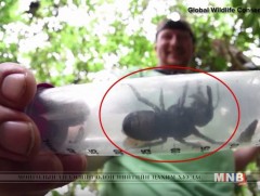 Эрхий хурууны хэмжээтэй дэлхийн хамгийн том зөгийний төрөл зүйлийг олжээ