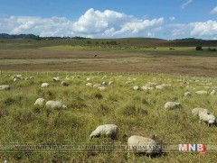Монгол хонь Лаосын цаг агаар, идэш тэжээлд дасч эхэлжээ