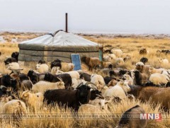 Говийн аймгуудад малын унд, өвс, тэжээл дутагдах эрсдэл үүсээд байна