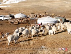 Архангай аймагт таван сая 480 гаруй мянган толгой мал хаваржиж байна