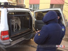 Цагаан сараар цагдаа нарын аюулгүй болгосон 