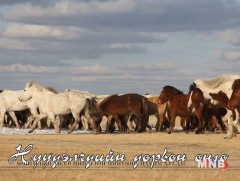 Нүүдэлчдийн дөрвөн өнгө 