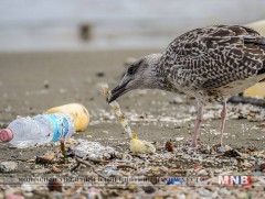 Хуванцар хаягдлаас болж нэг тэрбум шувуу үхсэн гэв